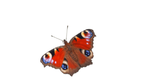 O' Papillons Dorés de Sainte-Julie