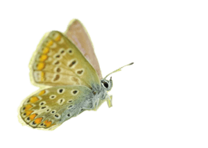 O' Papillons Dorés de Sainte-Julie
