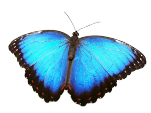 O' Papillons Dorés de Sainte-Julie pour vos soins énergétiques et votre thérapie Reiki